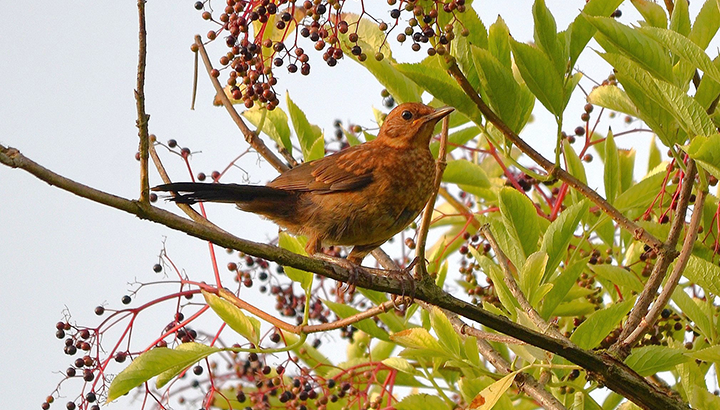 Sortie à la rencontre des oiseaux de la forêt